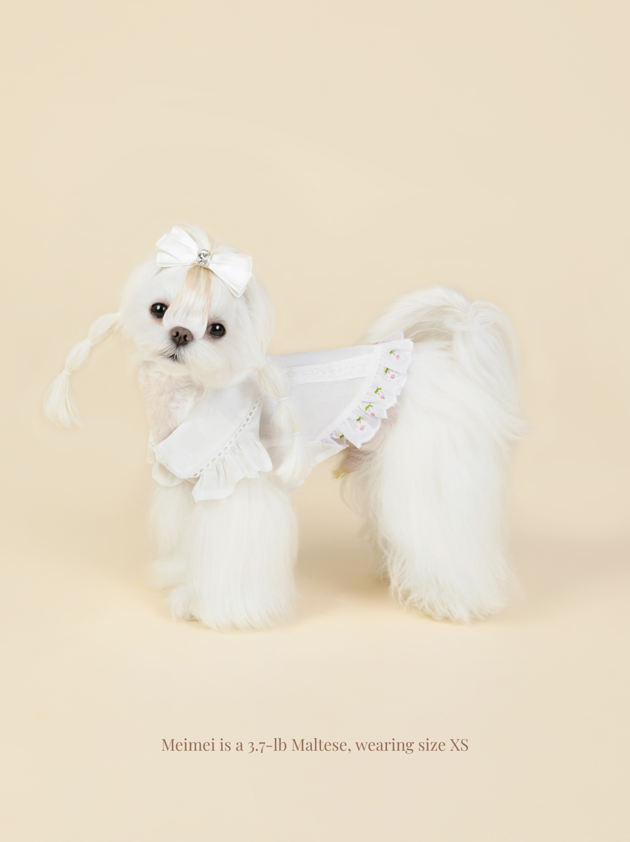 Side view of Maltese dog wearing white pet shirt
