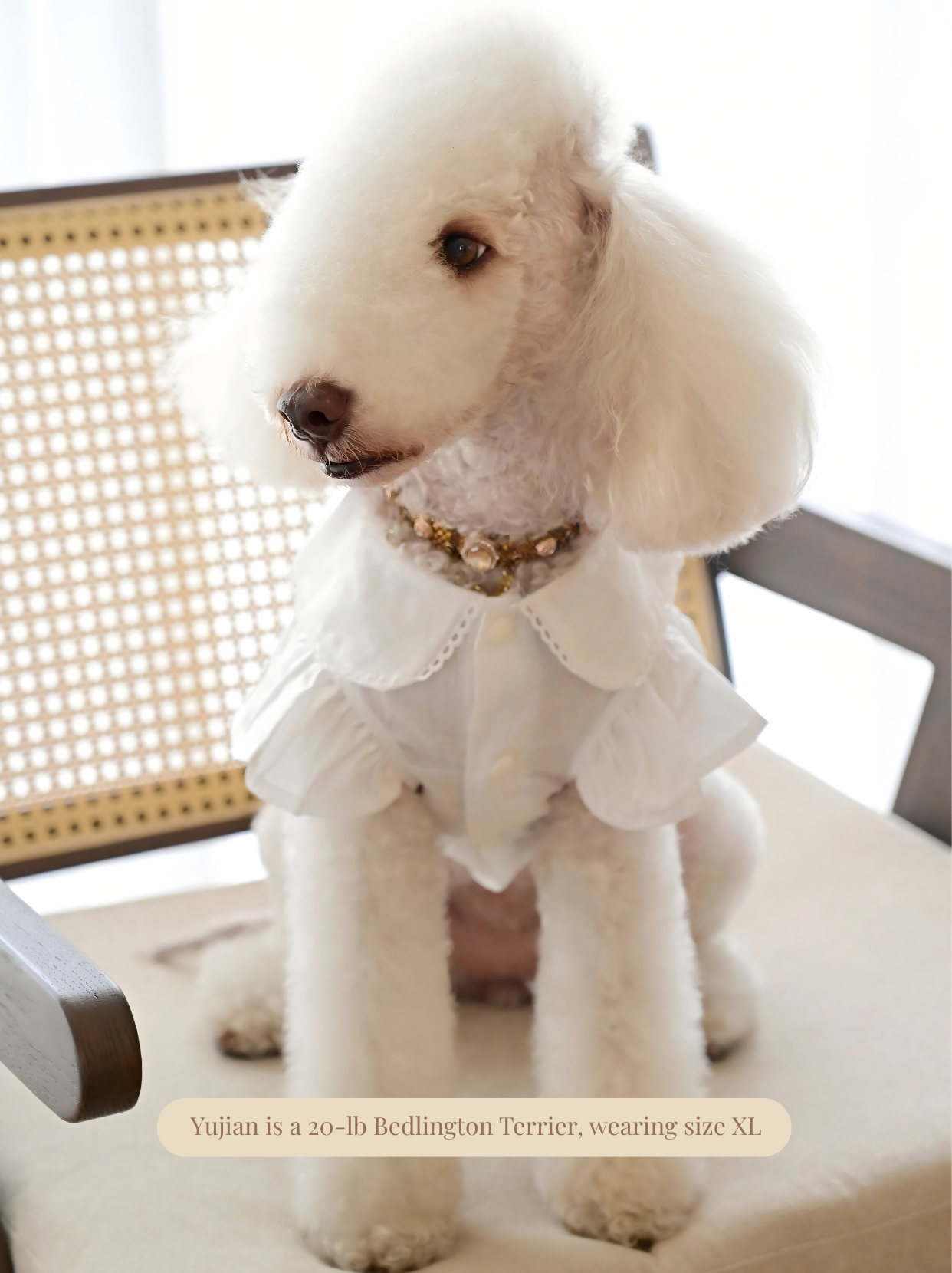 White dog shirt styled in home environment