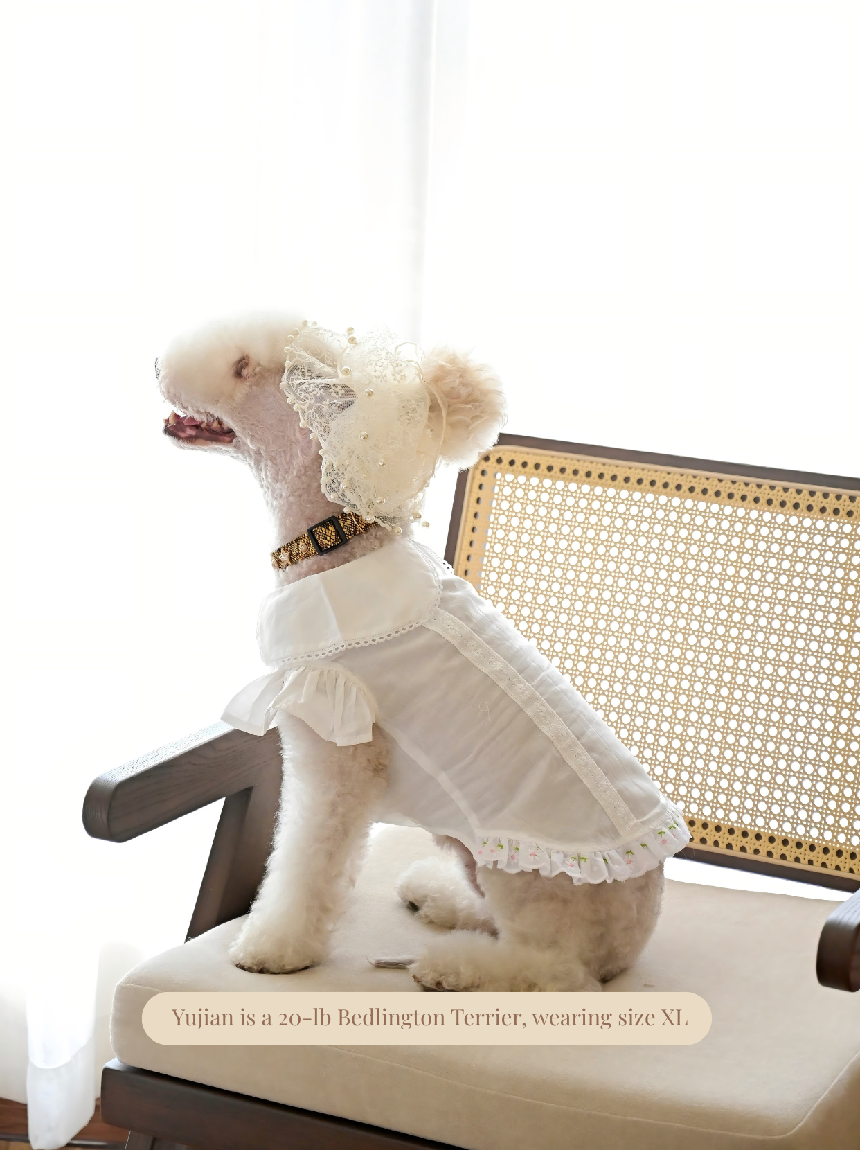 Dog wearing white shirt during casual daily pose