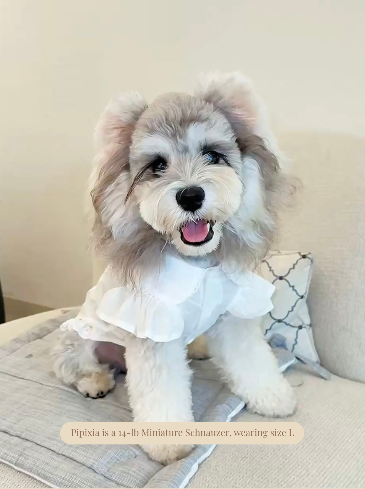 Pawlorful white pet shirt shown in lifestyle scene