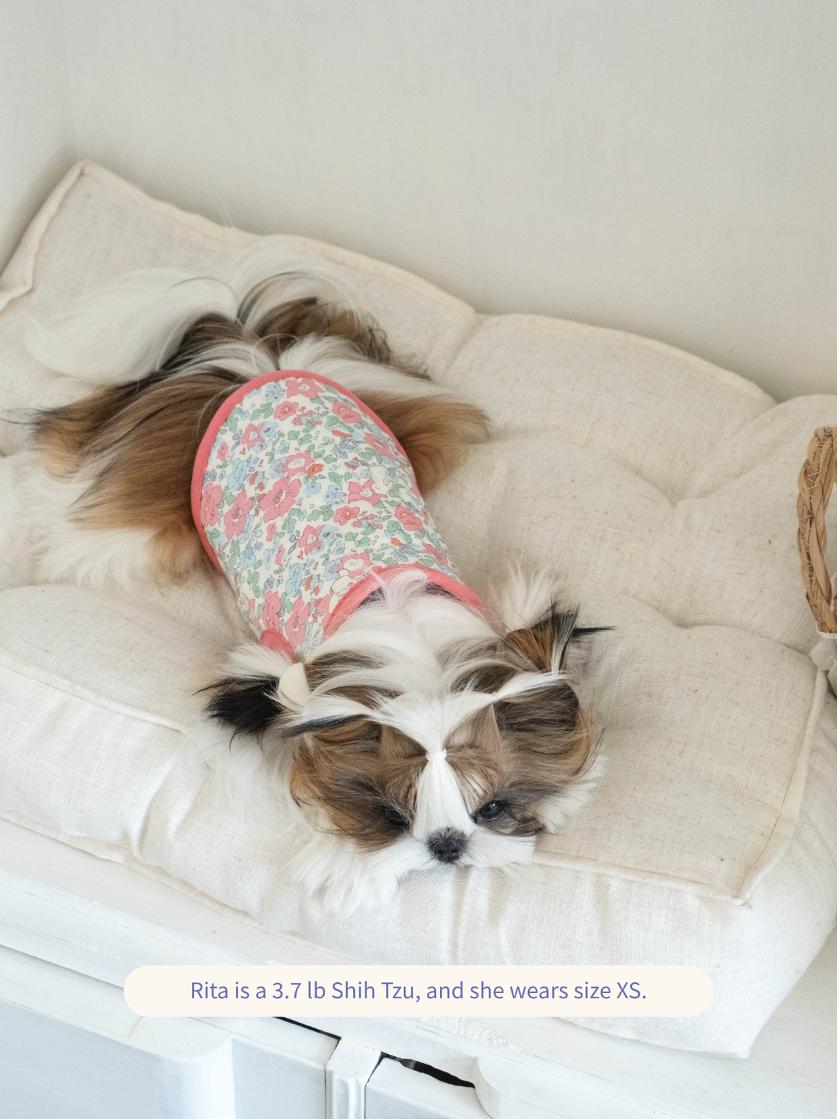 Small dog wearing Pawlorful Rabbit Garden Vest