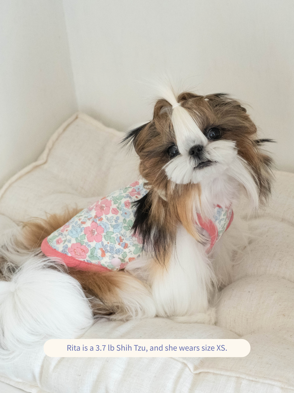 Shih Tzu wearing Pawlorful floral dog vest