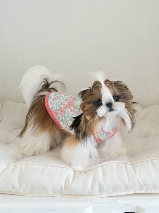 Shih Tzu wearing Pawlorful Rabbit Garden Vest