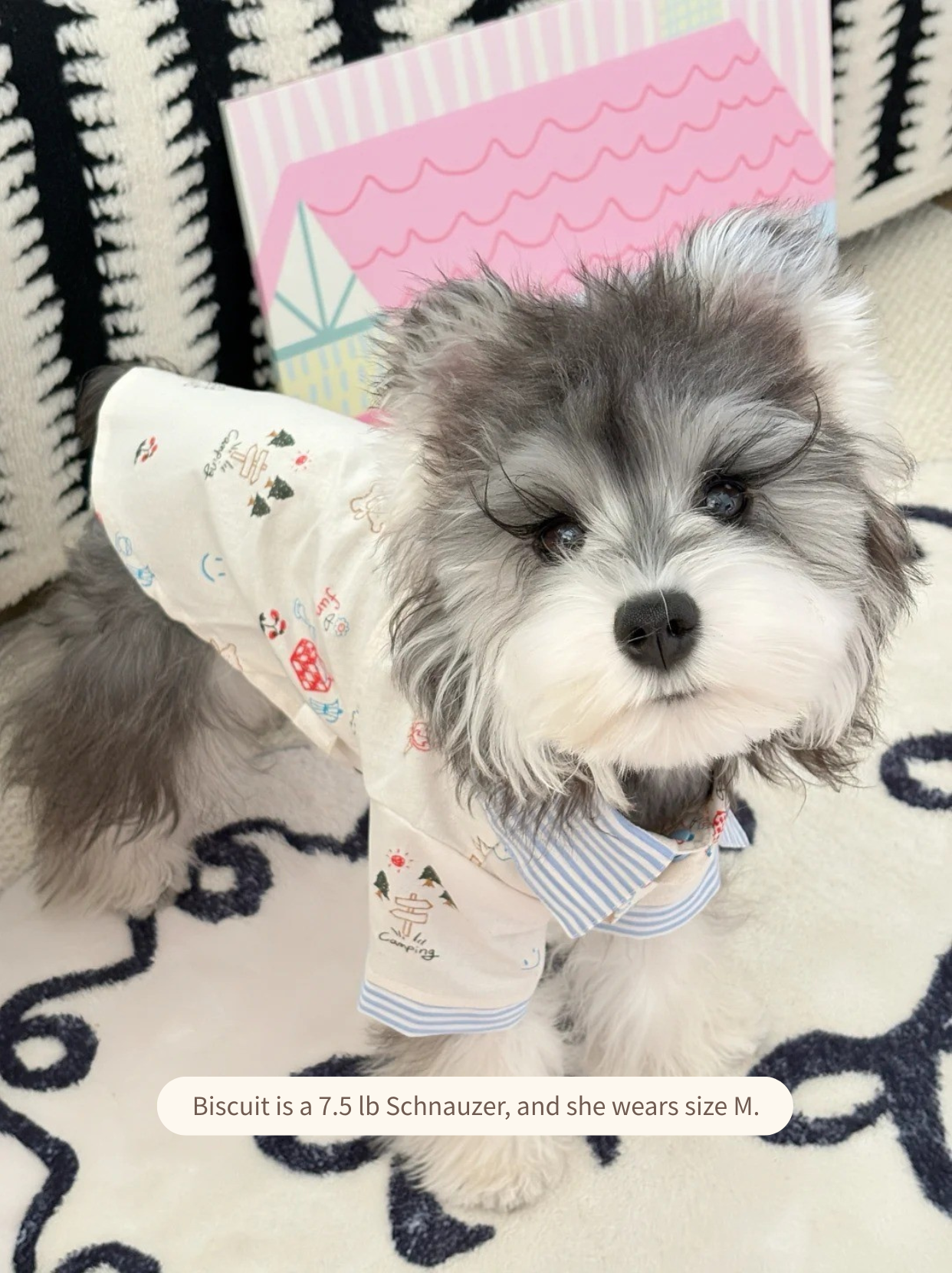 Schnauzer in lightweight camping print shirt, soft breathable pet clothing