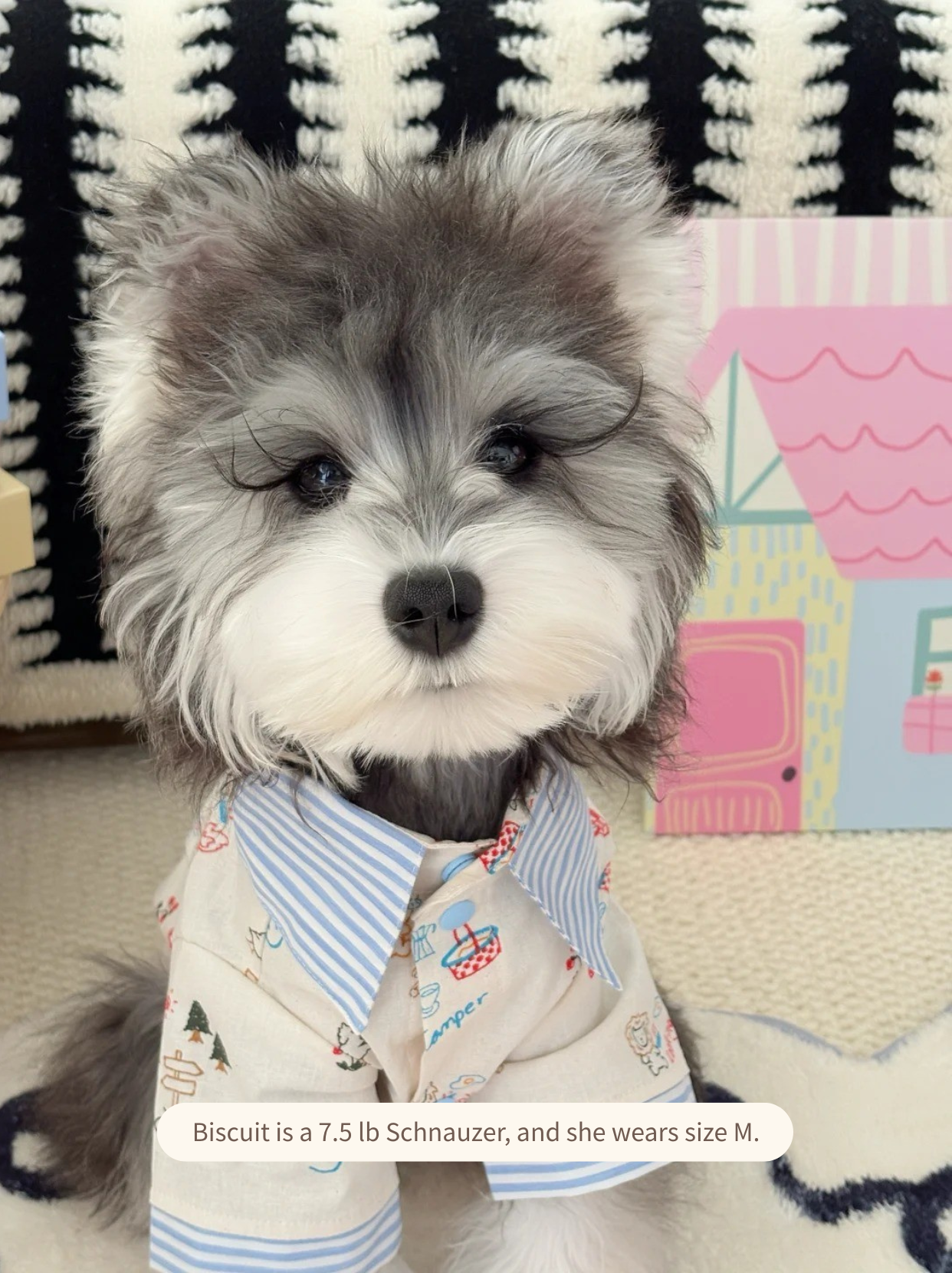 Cute schnauzer model wearing forest camping animal shirt, stylish pet apparel