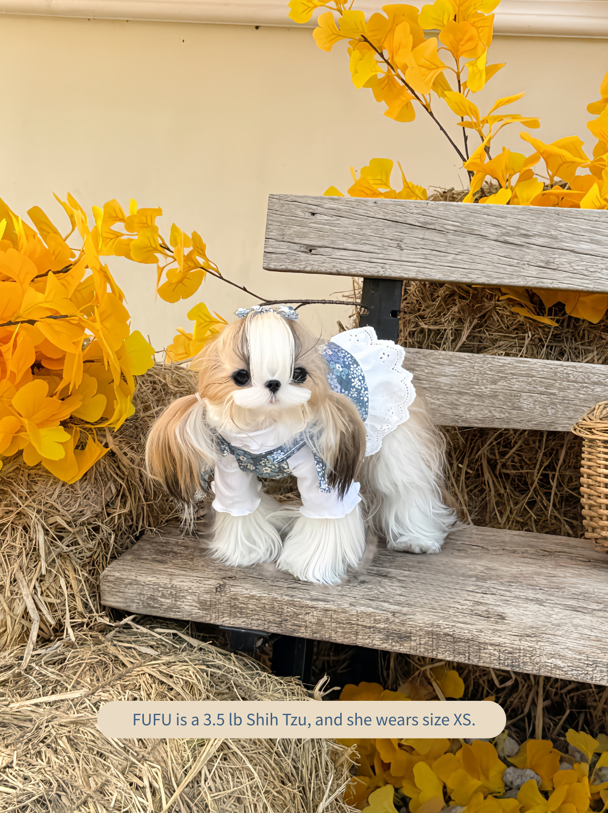 Small Shih Tzu wearing blue floral tie-strap dog dress, front view