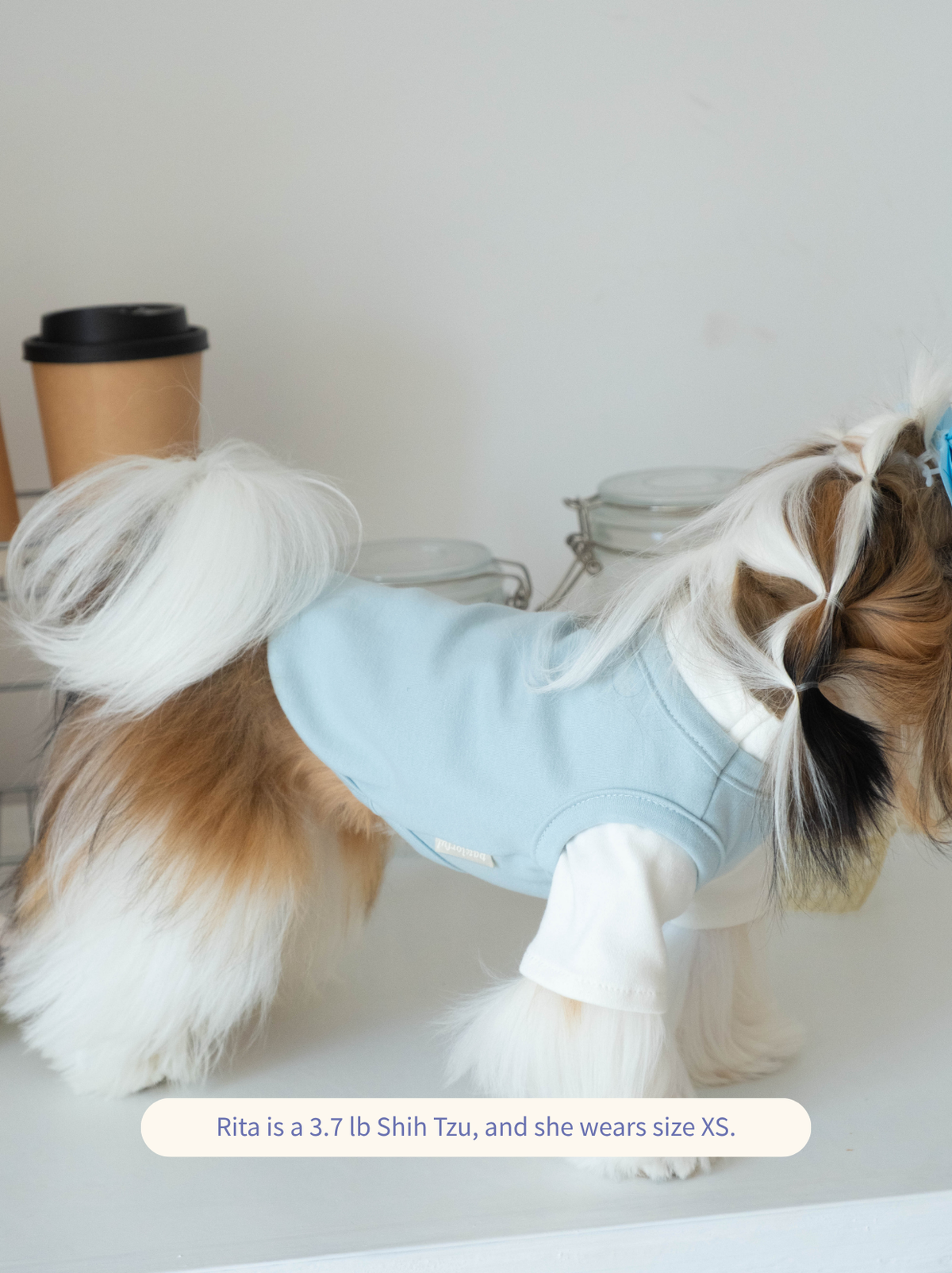 Shih Tzu wearing a blue Pawlorful Layered Comfort T-Shirt