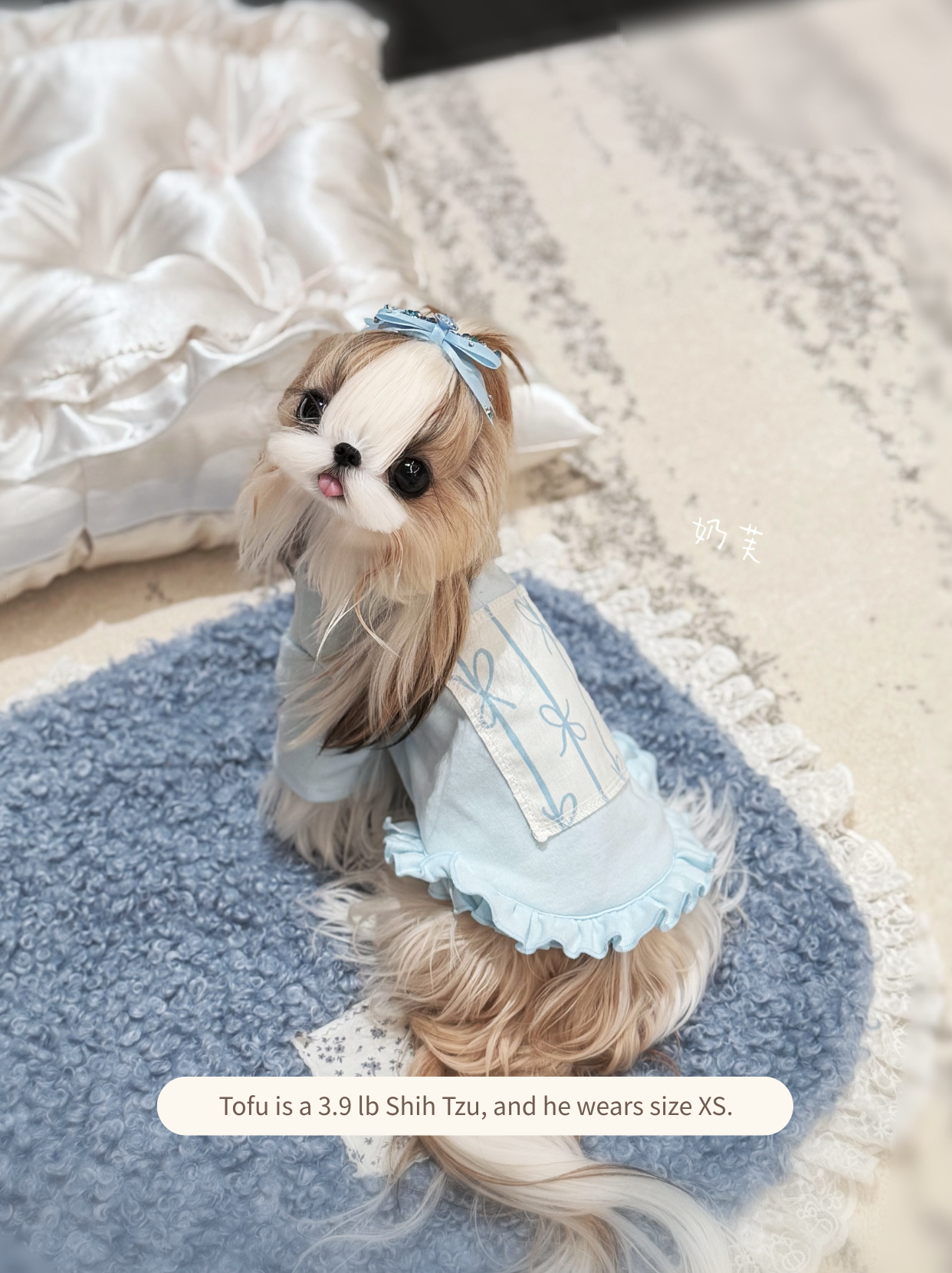 Close-up of Shih Tzu in a floral patch blue ruffle pet top