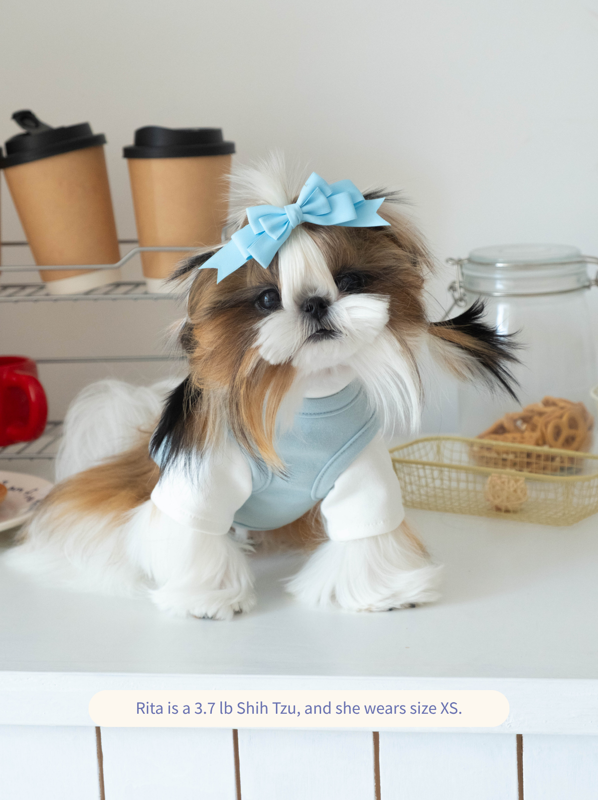 Shih Tzu wearing a blue Layered Comfort T-Shirt, front view