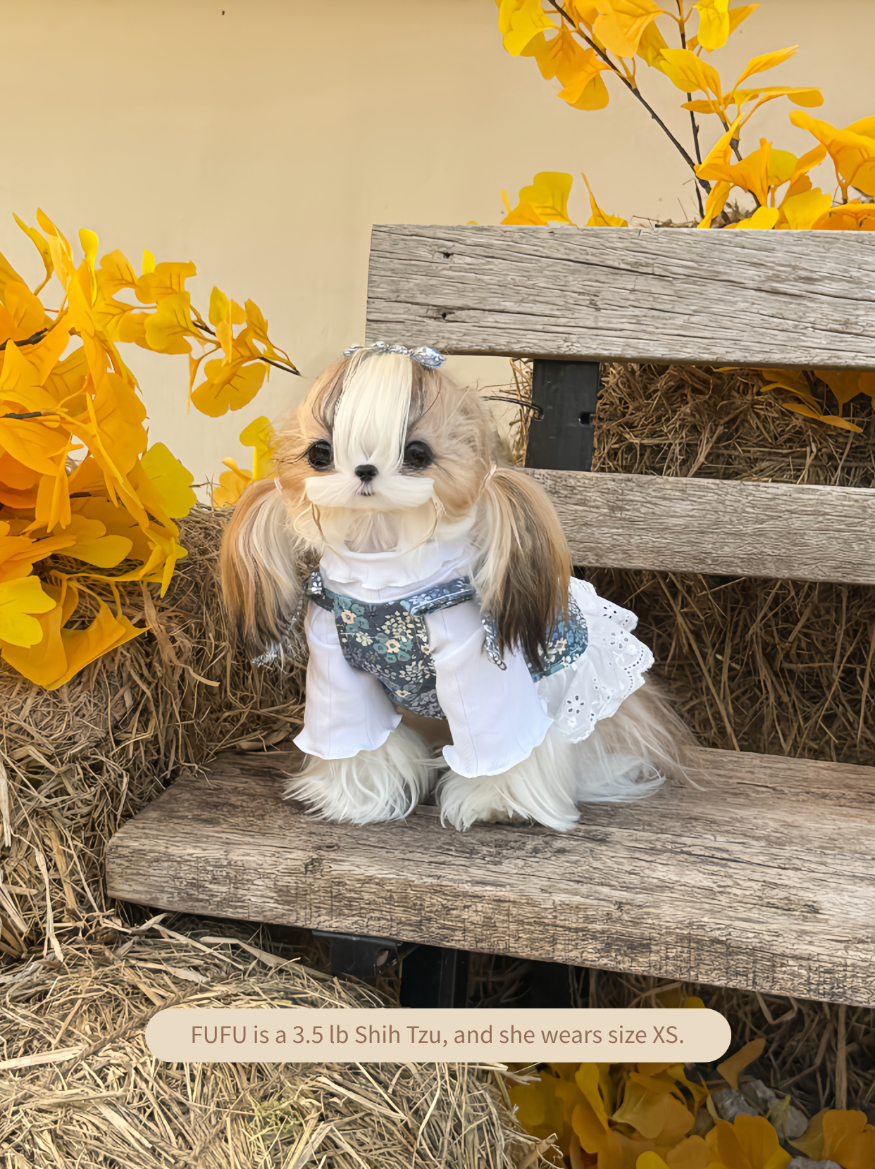 Small Shih Tzu wearing Pawlorful high-neck knitted dog sweater, front view