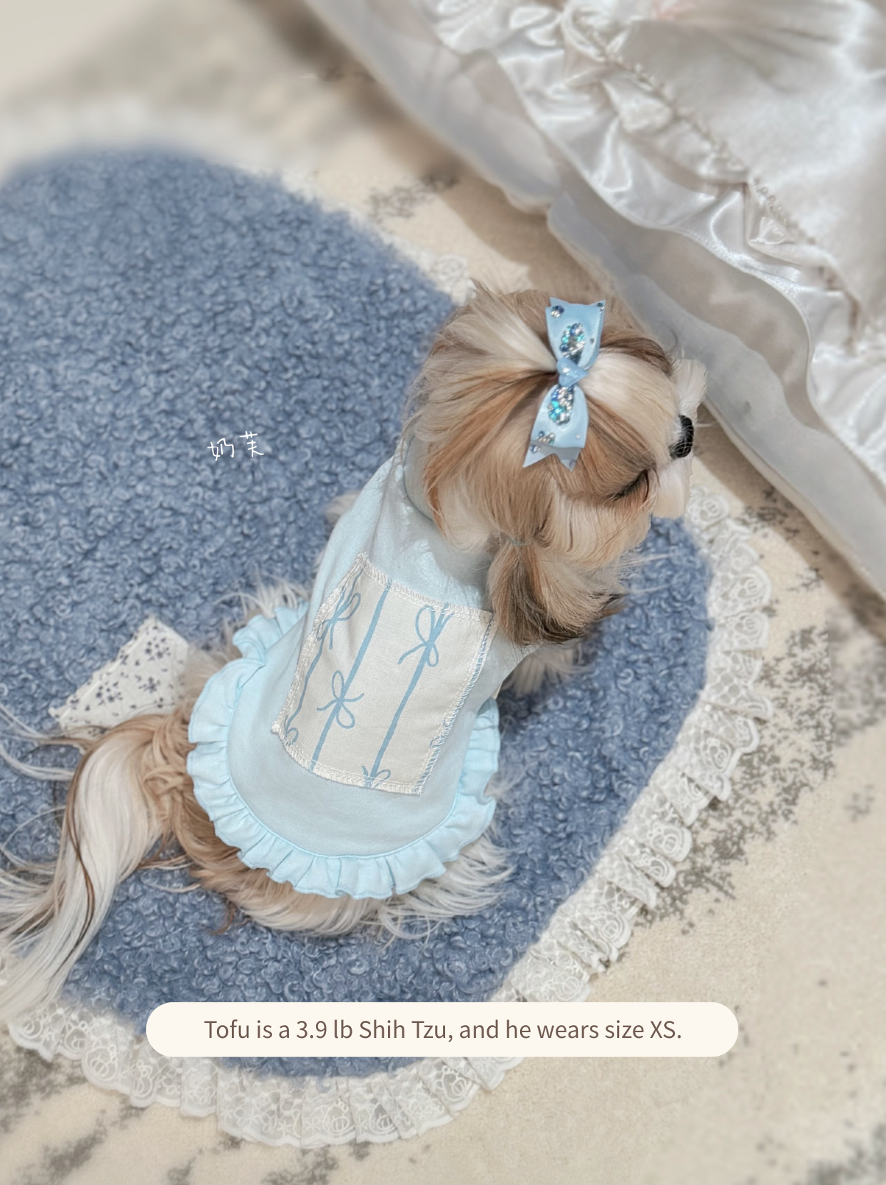 Shih Tzu styled in a soft spring pet tee with ruffle details