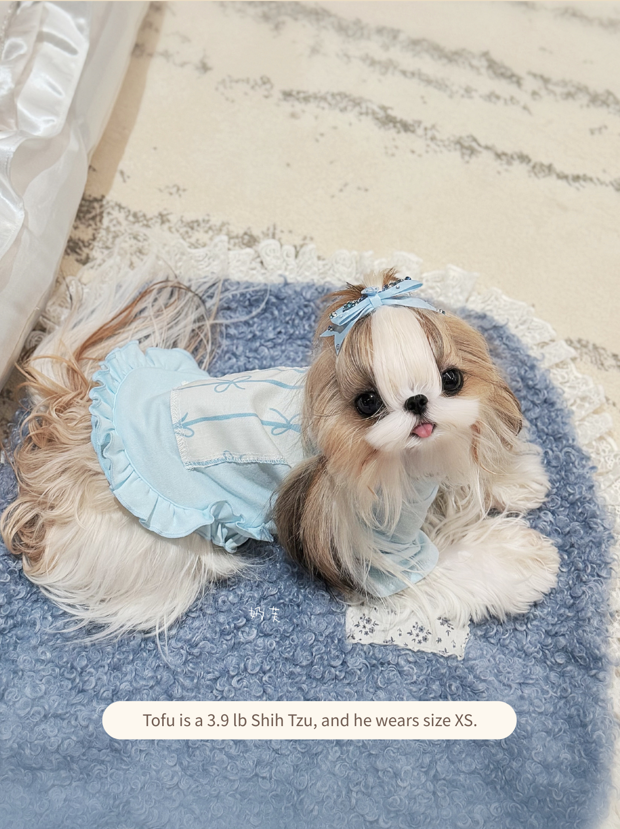Small dog wearing a comfortable blue ruffle pet shirt