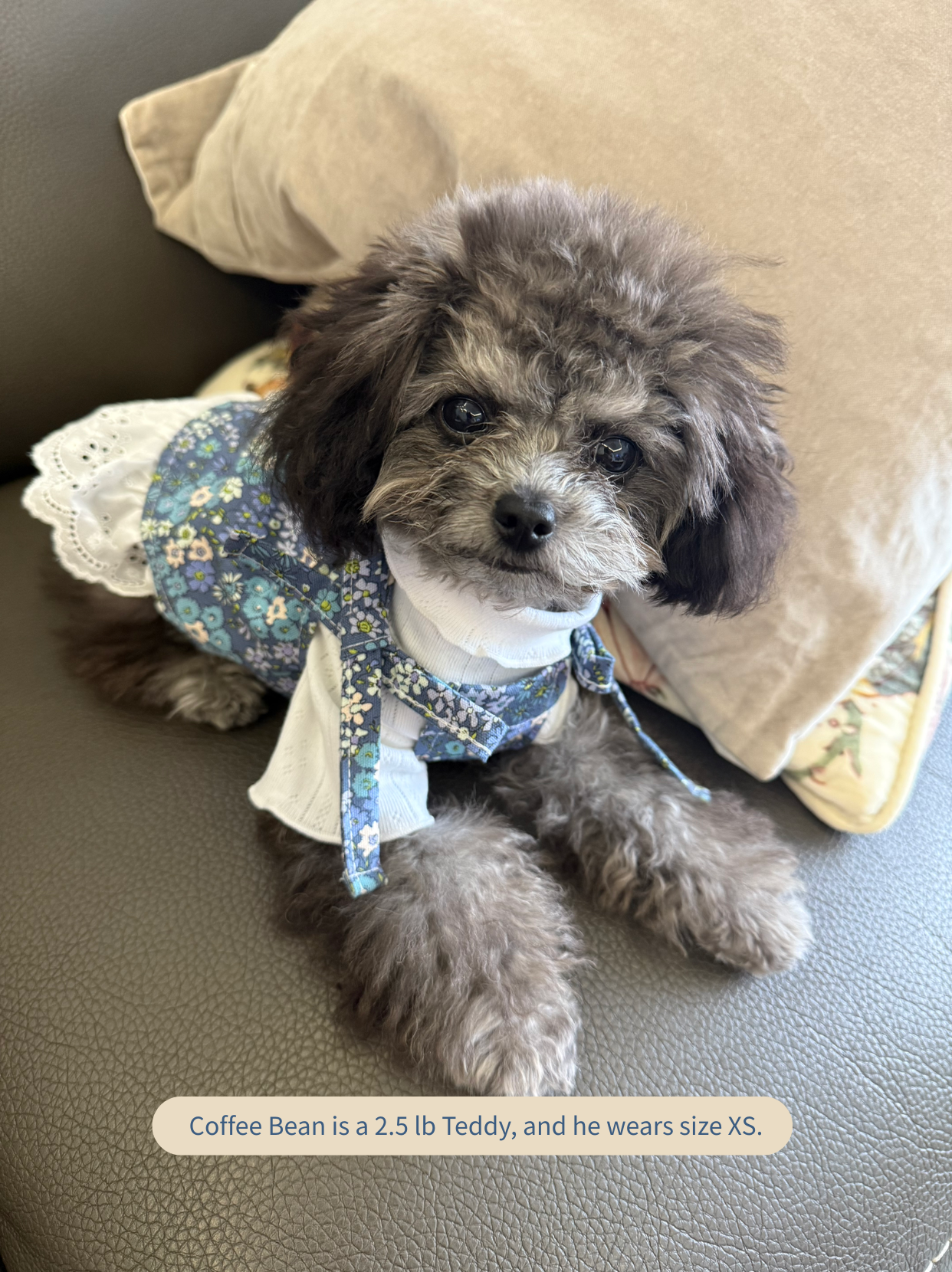 Small Teddy wearing blue floral tie-strap dog dress, front view