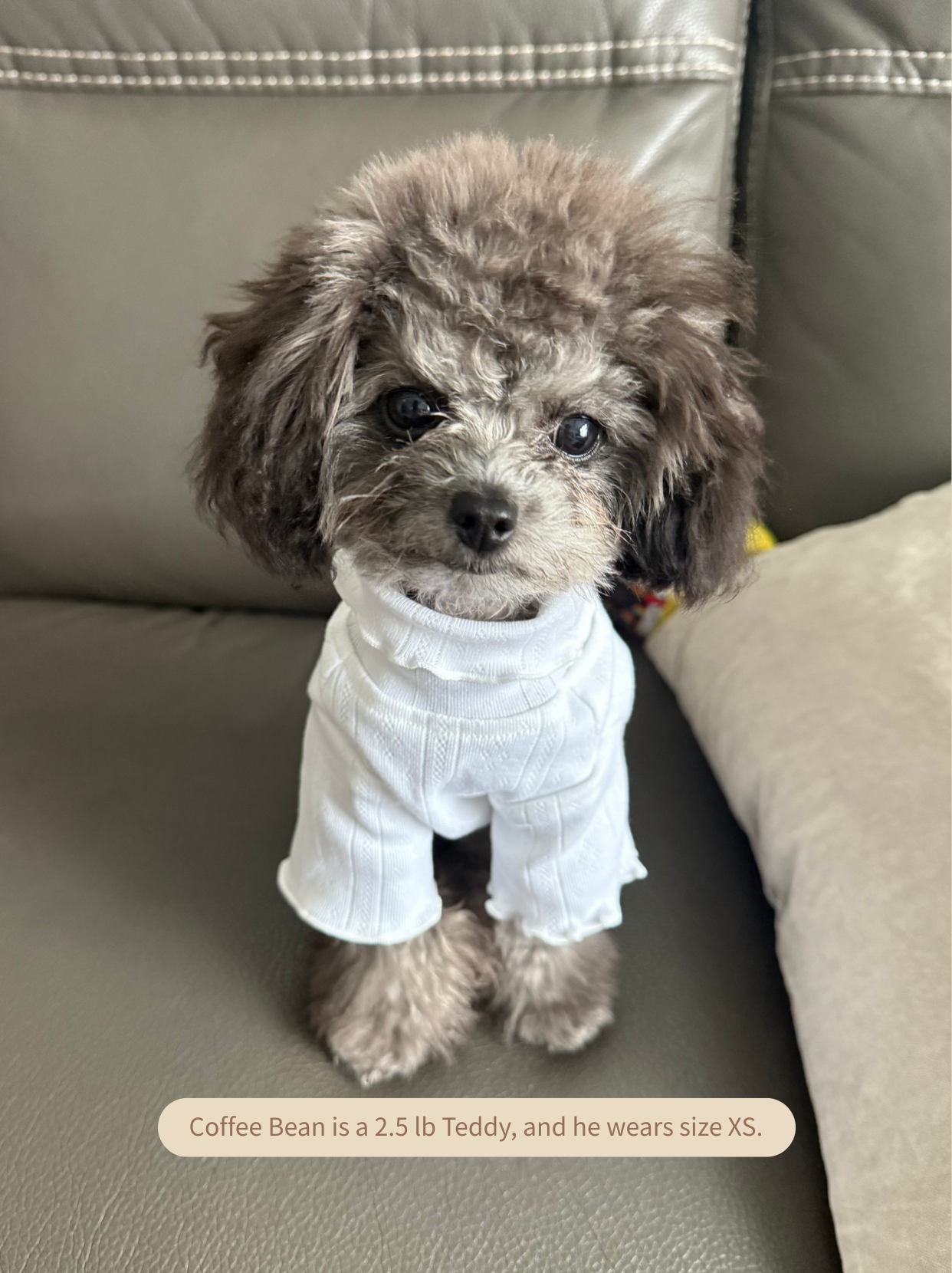 Small Teddy wearing Pawlorful high-neck knitted dog sweater, front view