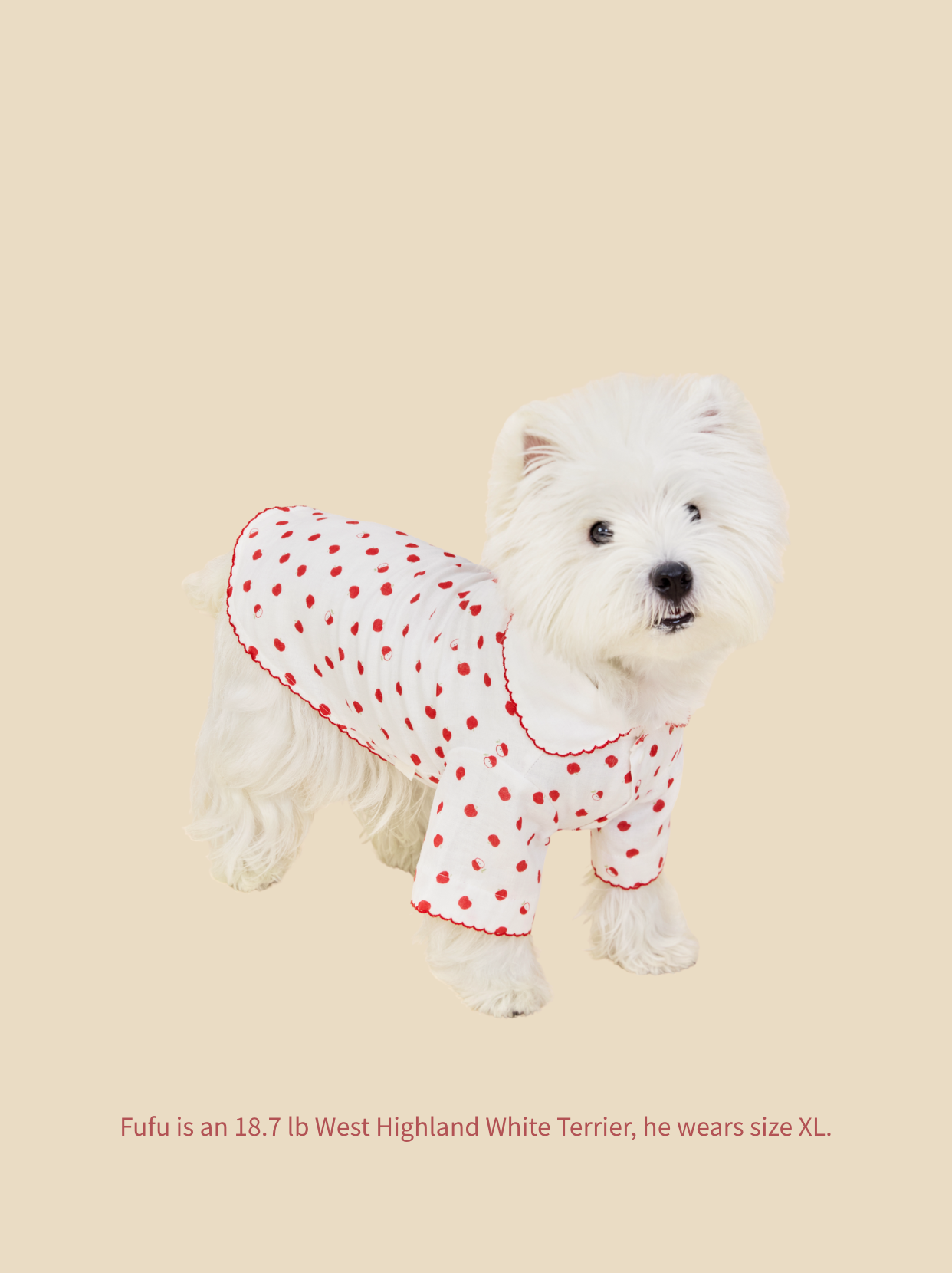 West Highland White Terrier wearing cozy Little Apple dog pajamas