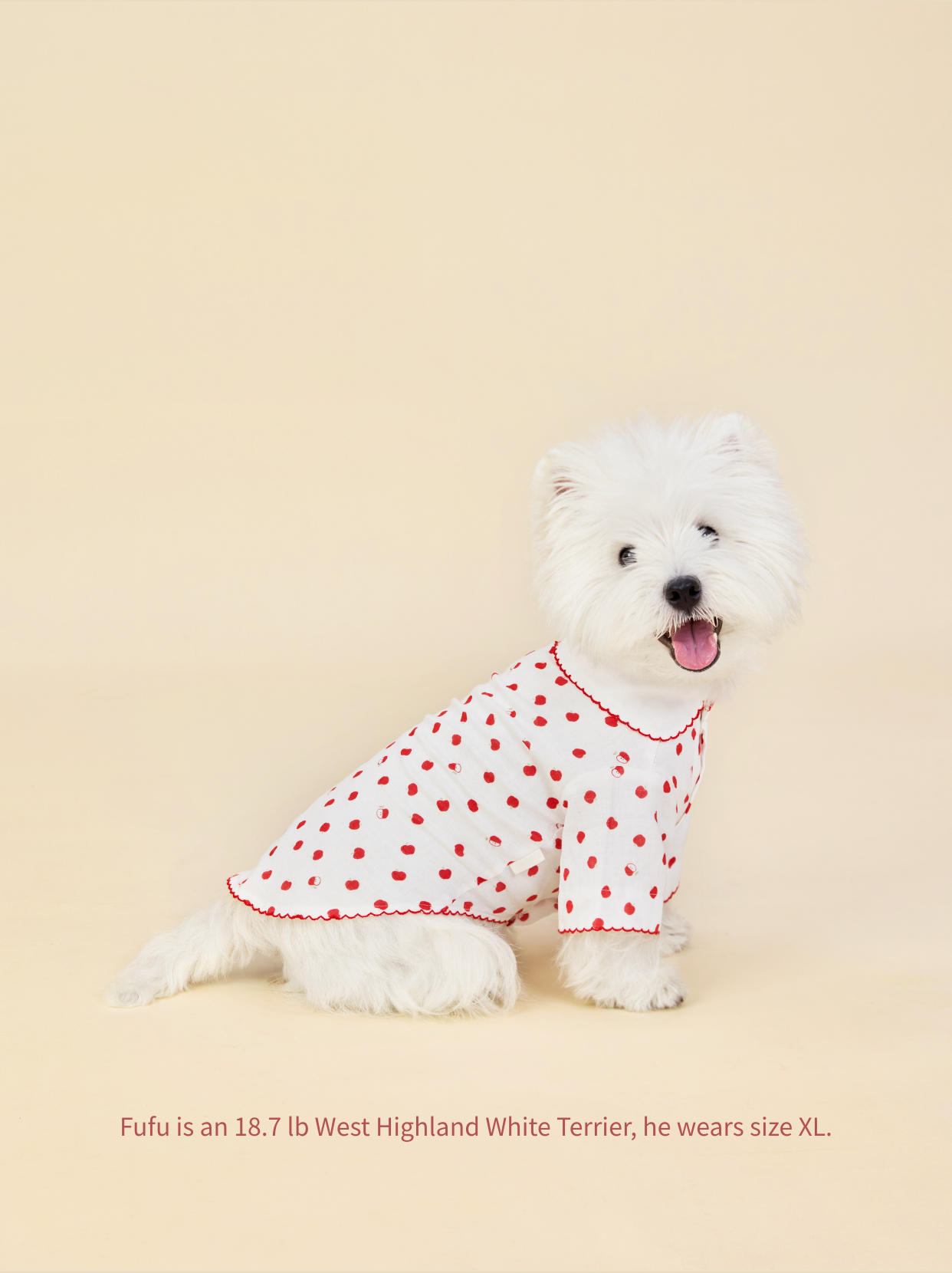 Cute Westie in Little Apple dog pajamas