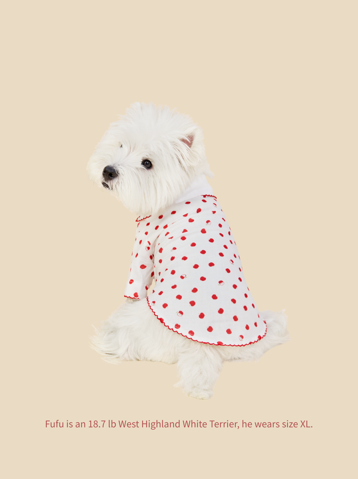 West Highland White Terrier showing off Little Apple dog pajamas