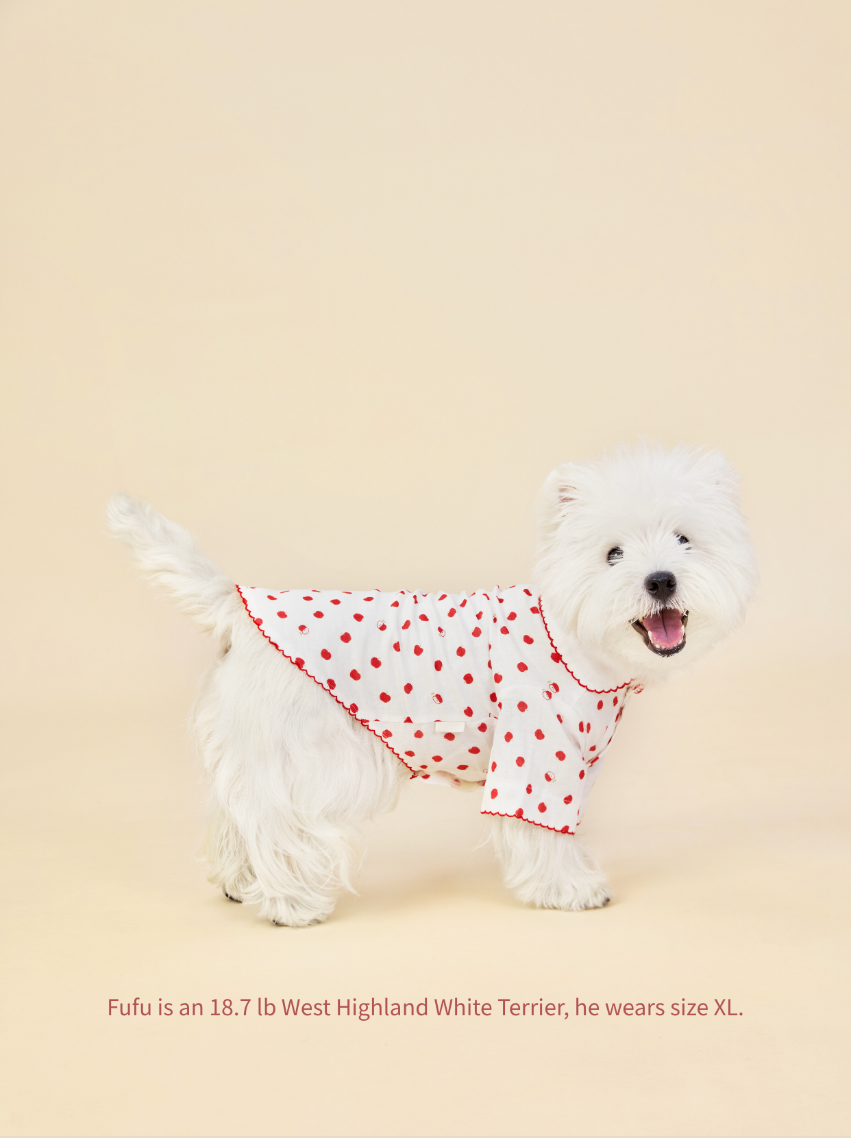 Cozy Little Apple pajamas on a playful Westie