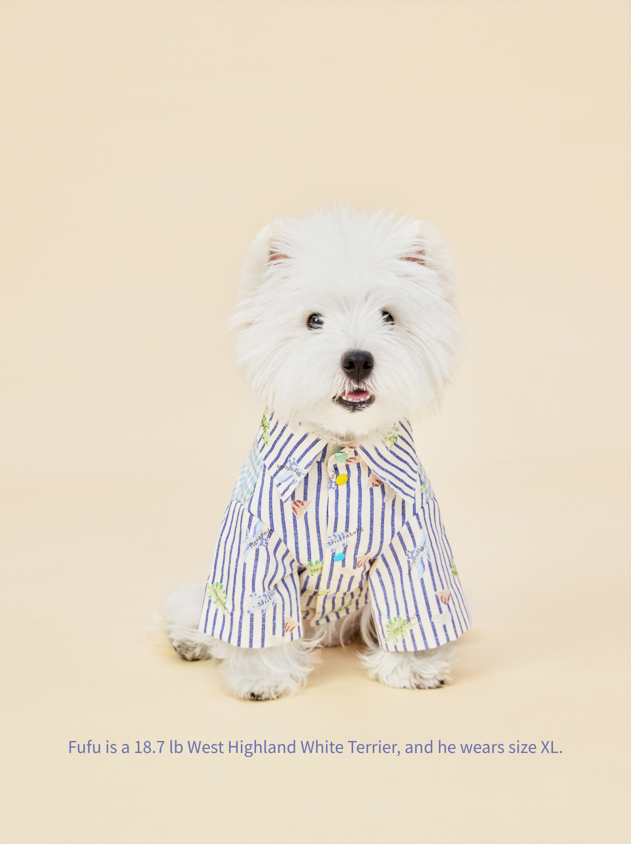 Cute Westie showing off striped little dinosaur dog shirt