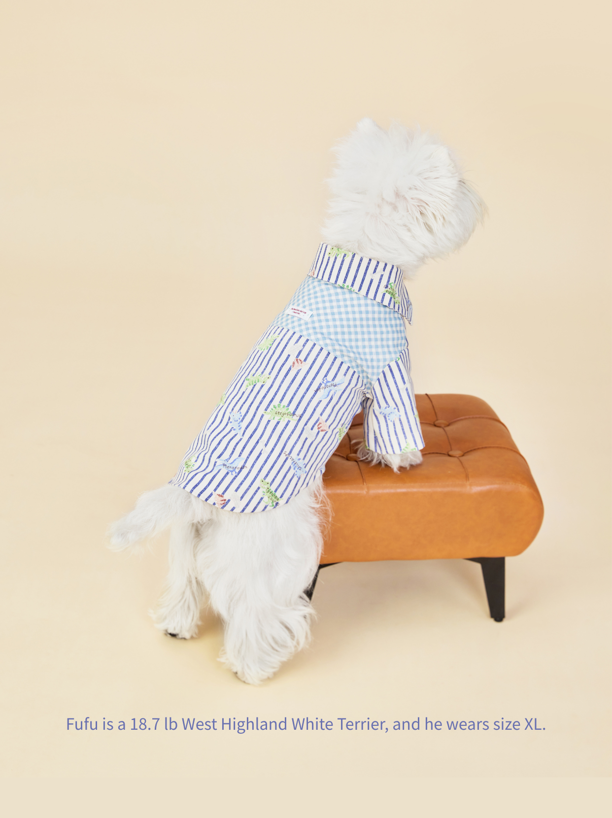 West Highland White Terrier in playful striped dinosaur dog shirt