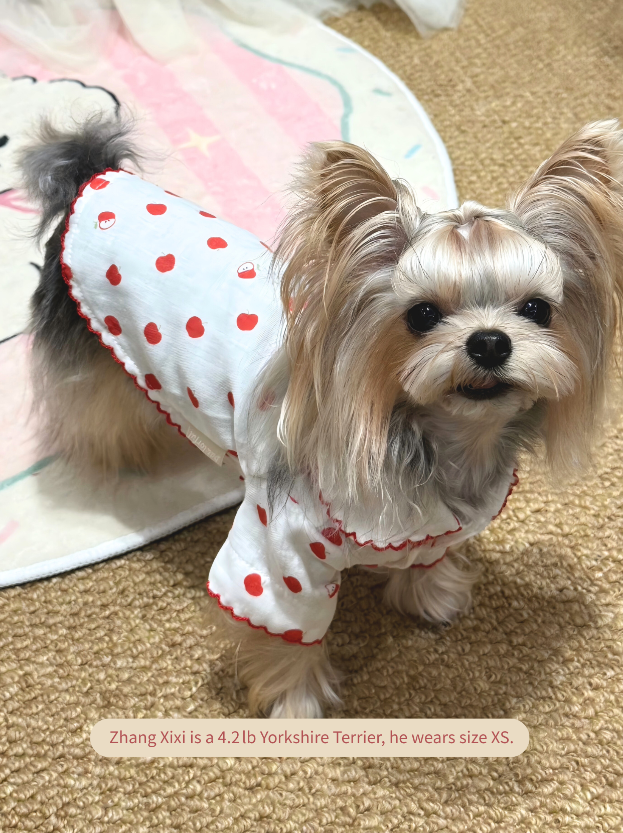 Yorkshire Terrier dressed in cozy Little Apple dog pajamas