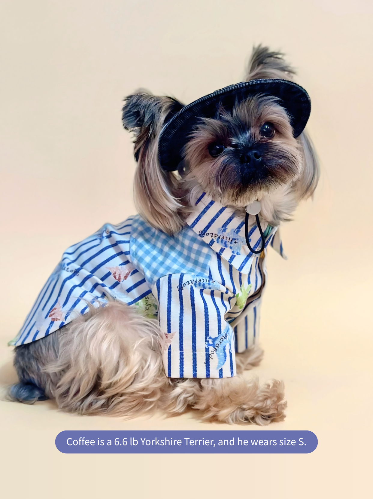 Yorkshire Terrier dressed in striped little dinosaur dog shirt